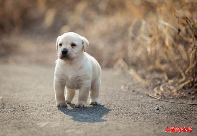 两个月拉布拉多犬饲养注意事项