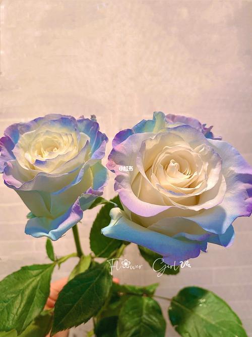 欧若拉_鲜花_厄瓜多尔_鲜花分享_家居家装_家居装饰