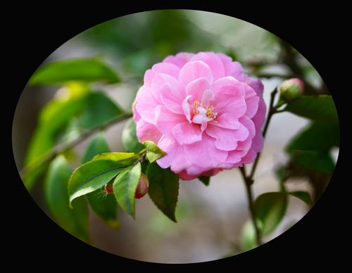 茶花绽放,恍如赤霞彩云飘