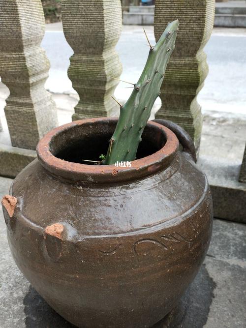 家里这个陶罐太多了,就种花吧_家装_家居_家居装饰_家居家装_家居装饰