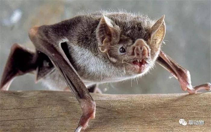 世界上最小的5种动物,猪鼻蝙蝠上榜,仅有2个一毛钱