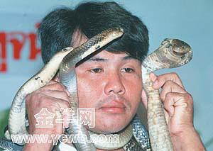 泰国蛇王被蛇咬死图