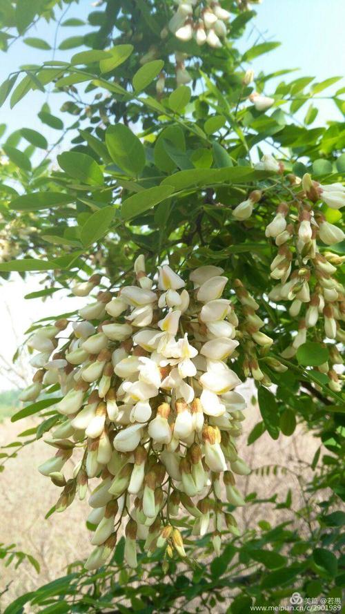 村庄绿树环绕,其中各家各户房前屋后或者田野上都栽种着一些杨槐树.