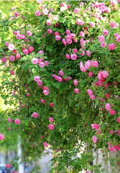 红蔷薇-花中的浪漫君子