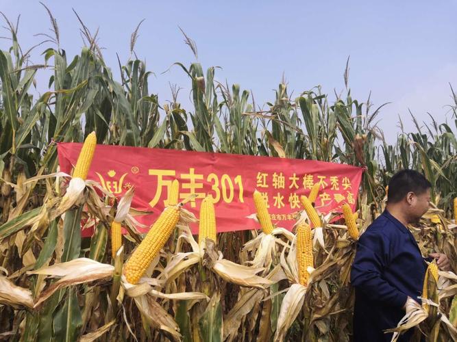 最新审定玉米种:万丰301!红轴!大棒!高抗倒!抗旱!抗病!产量高!