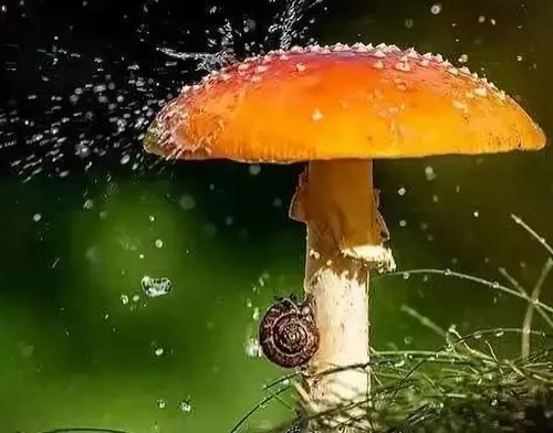 下雨天 | 小动物躲雨,很萌很可耐