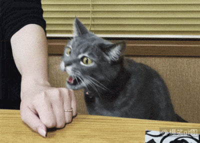 『动』猫星人.=^ω^=