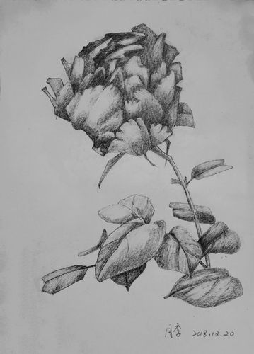 花卉素描(21幅)