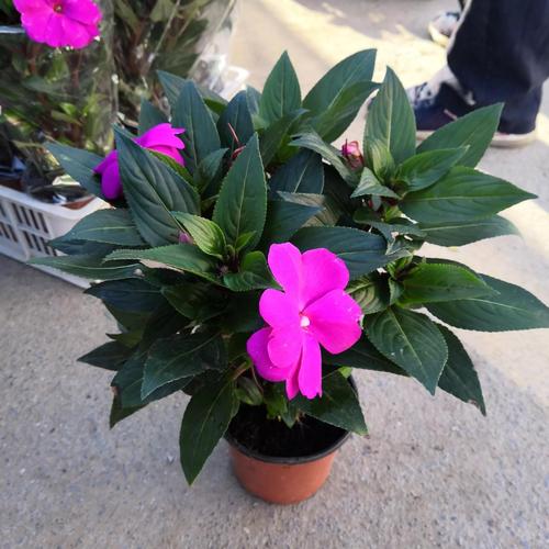 农村路边的凤仙花,要及时采回家,好处非常多!