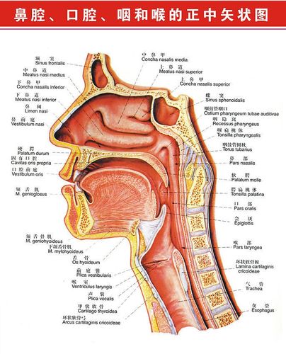 enovo颐诺人体鼻腔咽喉解剖模型鼻咽腔病理模型耳鼻喉科医学模型鼻炎
