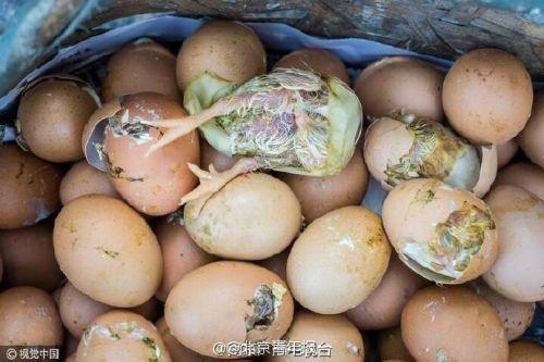 无锡马路温度高达50多度商贩在马路上孵小鸡