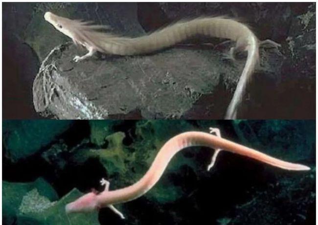 如真有龙它的飞行原理是什么为何最像龙的生物只出现在欧洲