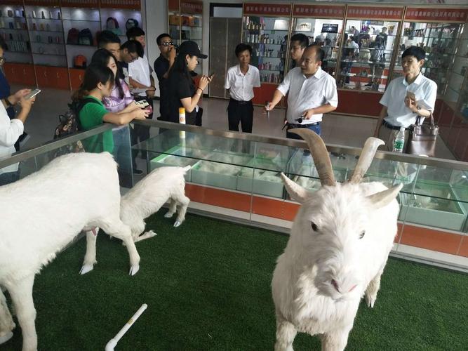 山羊,电商来扶贫 "领头雁"铺就致富路