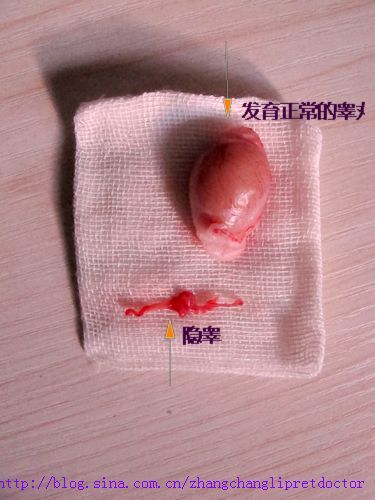 结扎阴囊里的睾丸,整个手术历时1小时.4.结扎,缝合.3.