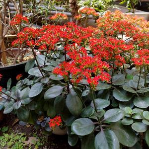 凤尾长寿花花卉盆栽 老品种单瓣大红长寿花 易养懒人绿植带花