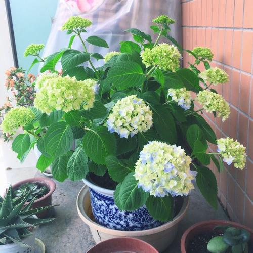 绣球花如何养护