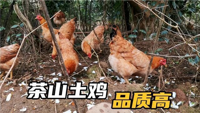 从小吃花长大的鸡见过吗小伙茶山创业养出高品质土鸡