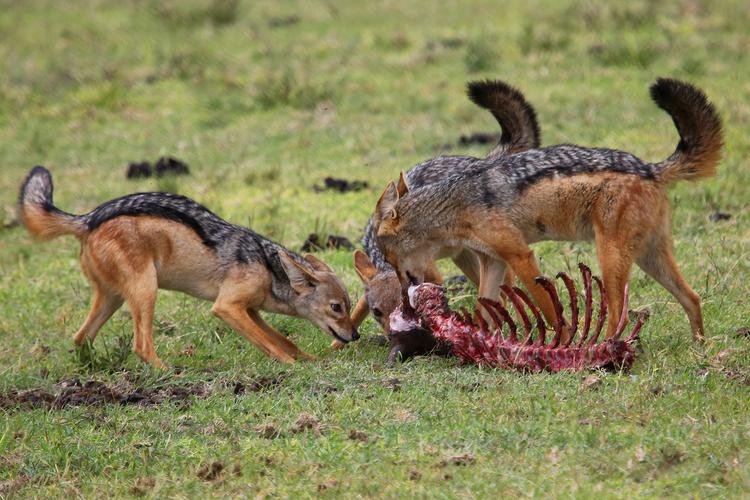 拾人牙慧的黑背胡狼 - 自然类-摄影大赛2016 - 地理中文网—《国家
