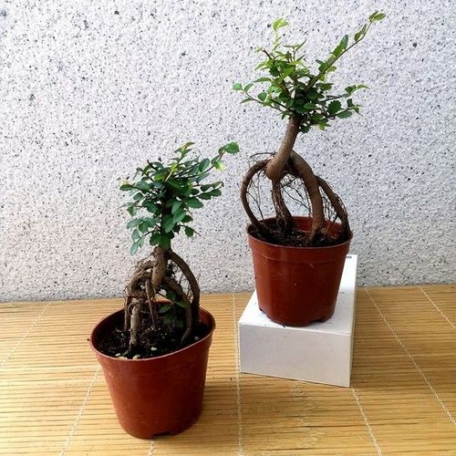 提根榆树盆景疙瘩小叶榆室内外办公阳台四季常青耐寒