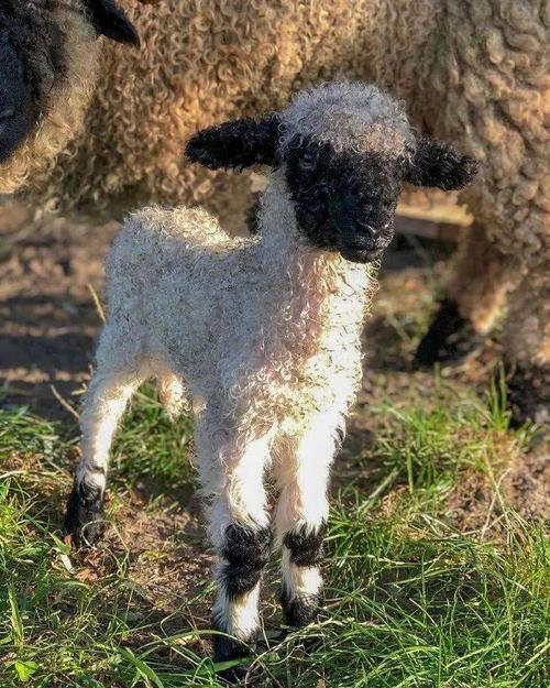 小羊肖恩长相独特的憨咩咩