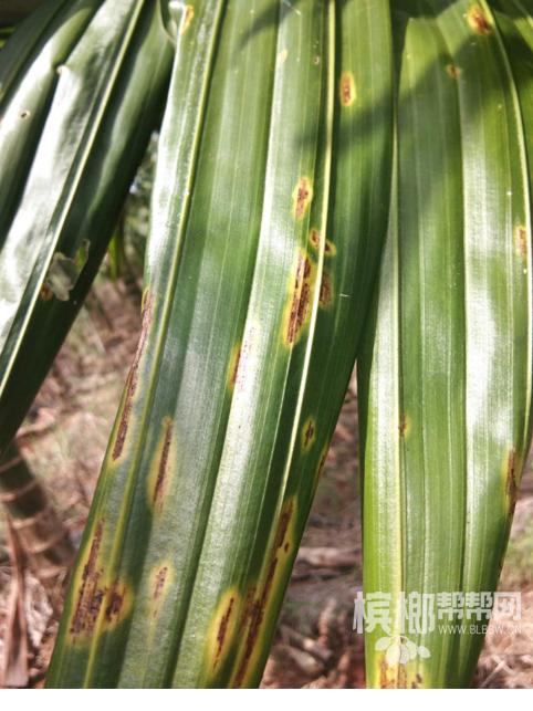 种槟榔_病虫害图谱_细菌性条斑病