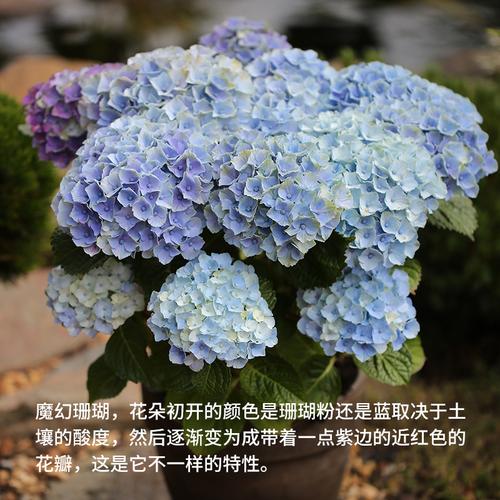 绣球花魔幻紫水晶革命海洋魔幻珊瑚贵族大花球花期长花卉植物盆栽