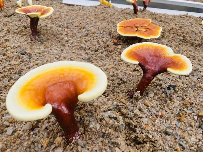 灵芝的生长过程,你知道吗?