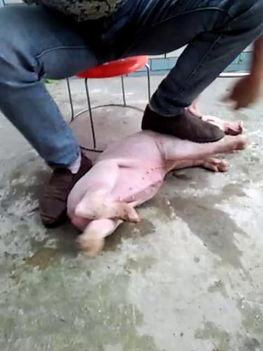 农村给公猪阉割 4w     40 赞                    评论