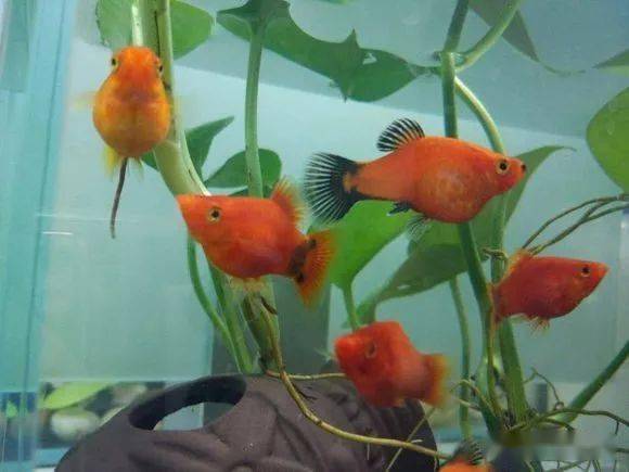 晒图| 大肚子好几个月的米奇鱼终于生小鱼了