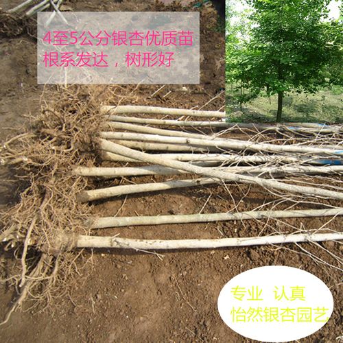 金叶银杏树苗