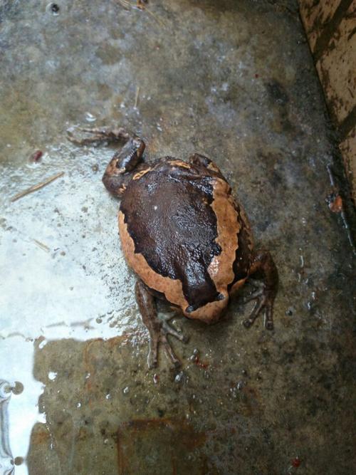 广东捉到的蛙类,这是什么蛙,有毒吗?