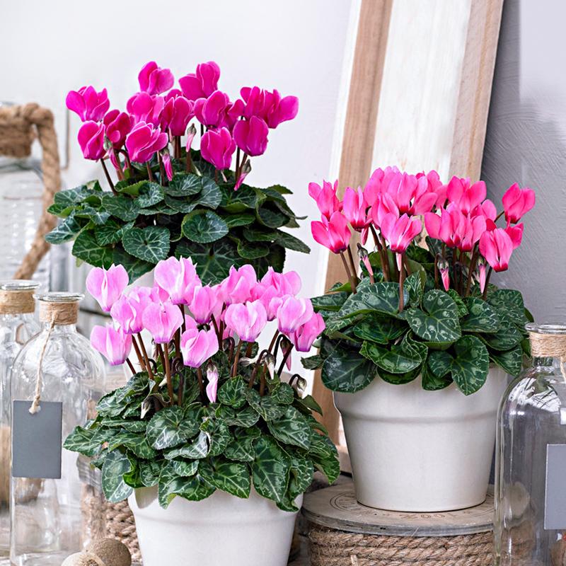 仙客来盆栽带花苗兔耳花四季开花卉好养大花室内阳台观花年宵植物