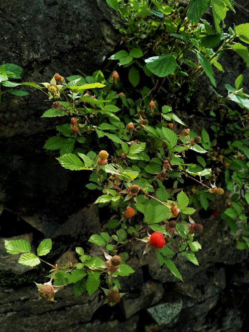 野草莓(覆盆子)