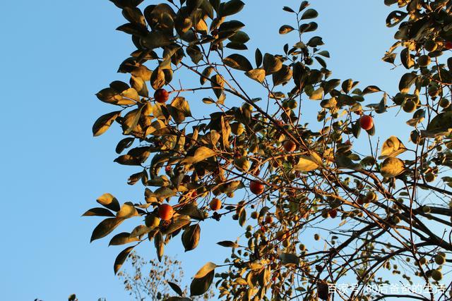 初秋九月!豫南信阳农村美景!