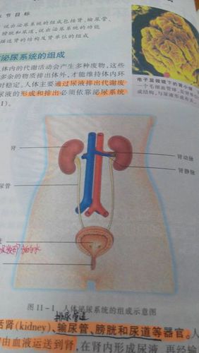 请问下,肾在哪个位置啊!