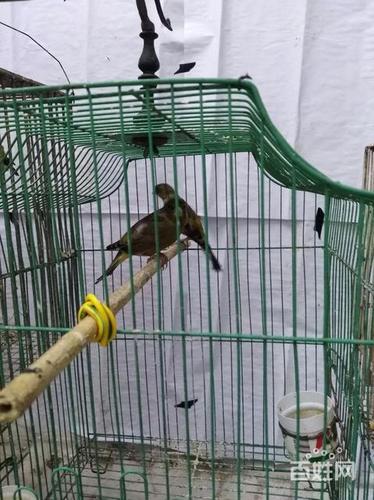 玉鸟金翅杂交鸟,白红眼,黑眼,红眼暗纹