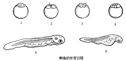 如图是鲫鱼的发育过程示意图,请按图回答问题:题目列表(包括答案和