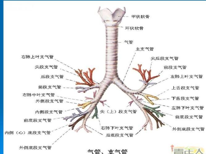 肺部解剖与影象ppt