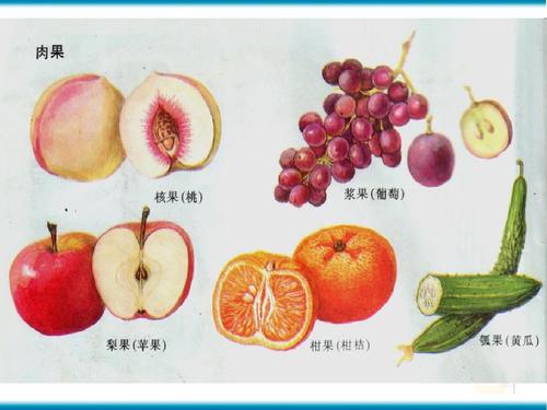 果实的类型ppt