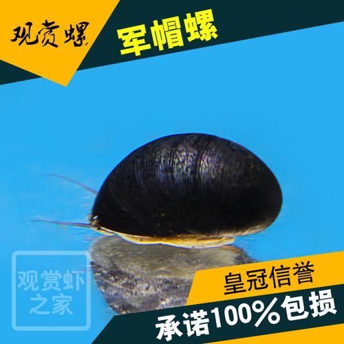 军帽螺黑金刚螺缸壁除藻螺观赏螺宠物螺活体螺淡水吃藻鲍鱼洋葱