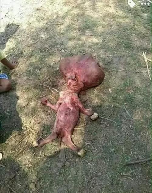 缅甸小村庄的发现巨头"怪物",面部狰狞,长相极其可怕