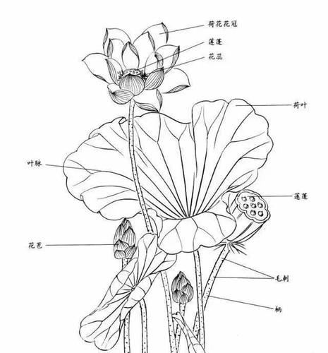 国画教程简单易学的白描荷花教程