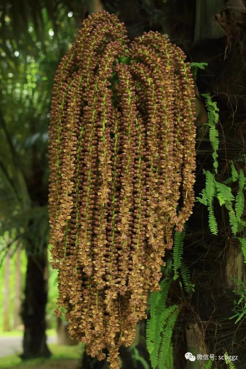 砂糖椰子(arenga pinnata(wurmb.) merr.
