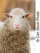 sheep, 美利奴绵羊的羊, 封入