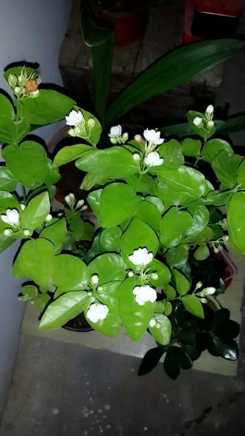 小花认为茉莉花扦插繁殖方法很简单,存活率也比较高,只要按照这几个