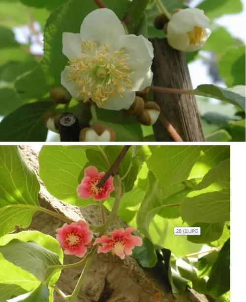 吃了一生的水果 却没见过它开花的样子