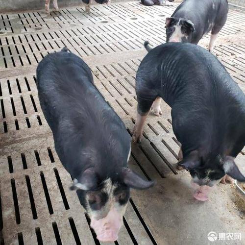 巴克夏猪新美系巴克夏种公猪批发