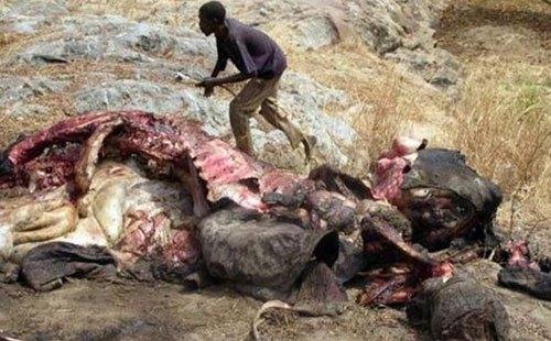 非洲人有多饿?成年大象一个小时被吃的只剩骨架,不愧