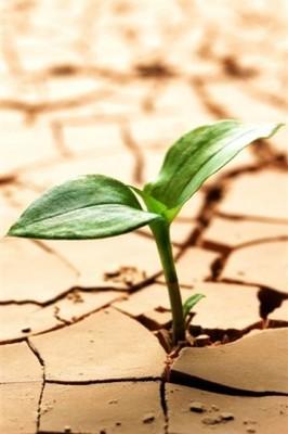 植物生命力顽强的手抄报 关于富强的手抄报