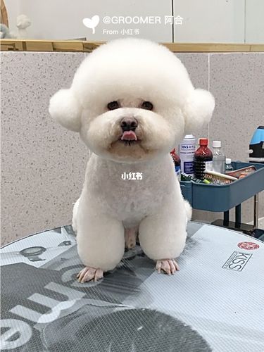 雪球|布朗熊造型_布朗熊_宠物_耳机_比熊_深圳宠物美容_宠物_狗